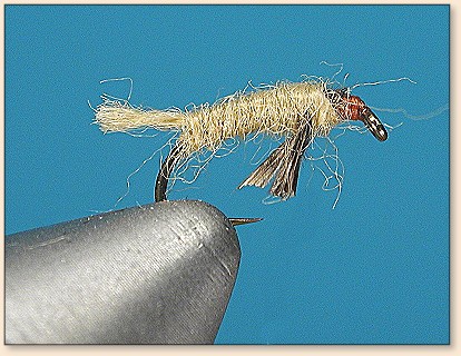 PMD Nymph