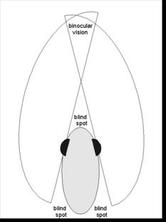 Bob Boese - What Bass See - May 3, 2010