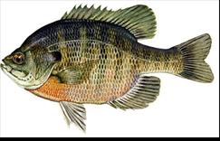 Bluegill romance - Eye of the Guide - June 7, 2010