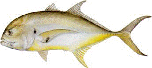 Catching not fishing #2 - Bob Boese