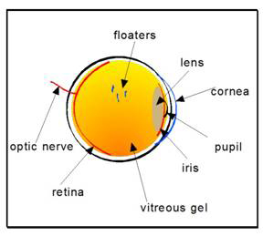 floaters - Bob Boese