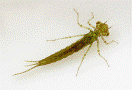 Damsel flies for bluegill