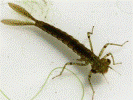 Damsel flies for bluegill