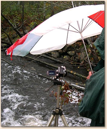 Fish in Creek