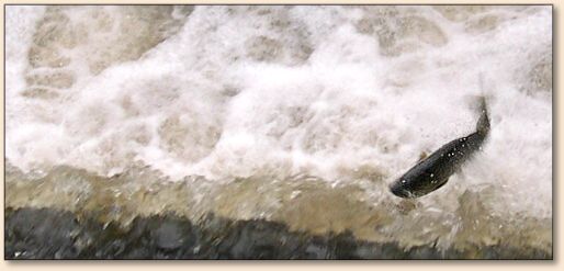 leaping salmon