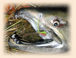 Male Chum Salmon