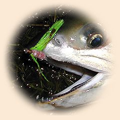 Female Chum