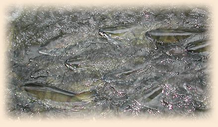 Chums headed for the Spawning Redds