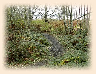 Chico Creek path