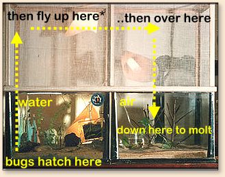 Bugs