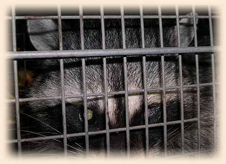 Racoon