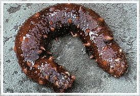 Sea Cucumber