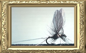 True Thorax