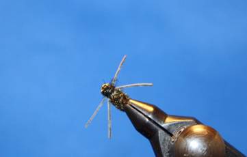 A Happy Bug from the Trout's View