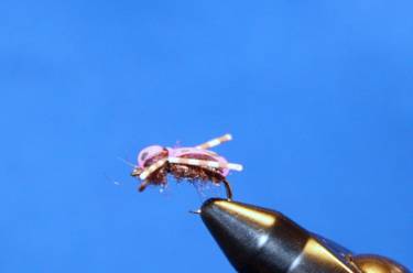 A Purple Happy Bug