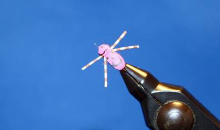Top View, Purple Happy Bug