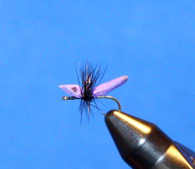 Purple WB Ant