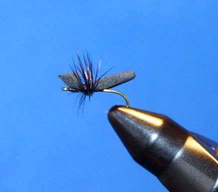 WB Black Ant