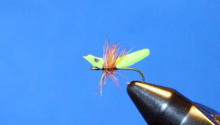 WB Chartreuse Ant