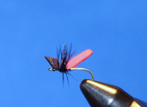 WB Red & Black Ant