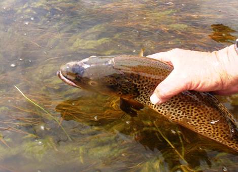 Tenkara