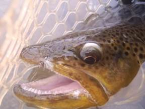 Late & early season fishing at depuys