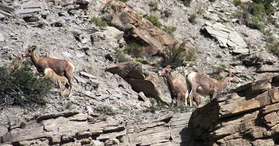 Chronicles of Yellowstone