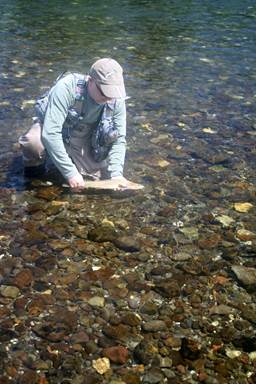 YNP Chronicles