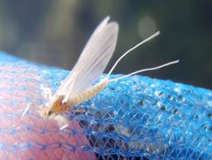 presentation or fly pattern part 2