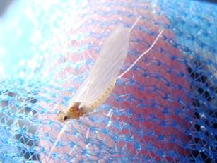 presentation or fly pattern part 2