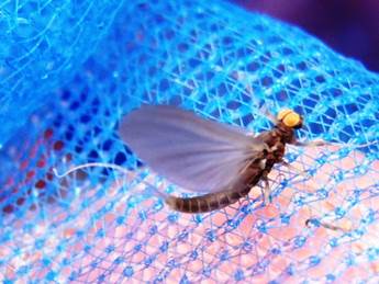 presentation or fly pattern part 2