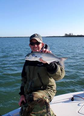 Little Bluefish
