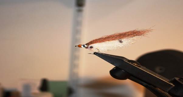 Scrap Bait-Brown Spot