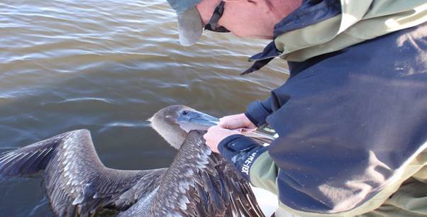 Pelican are often hooked!
