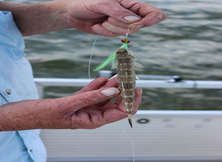 Lizard Fish on a Clouser