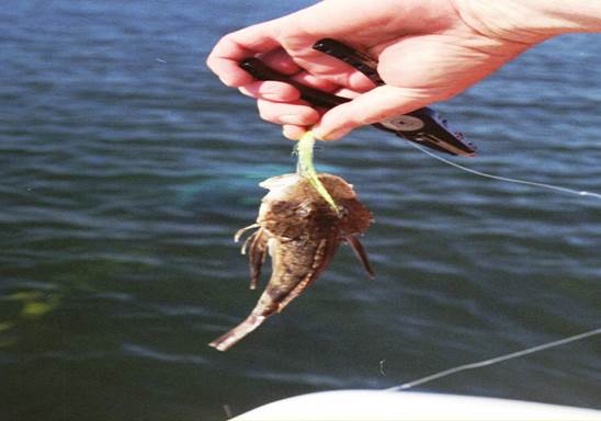 Little Goby taken on Small Clouser Minnow
