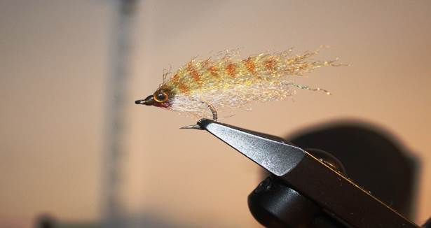 Scarp Bait Barred Backcountry