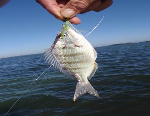 Nice Pinfish on a fly