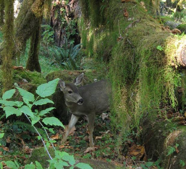 Black tailed deer