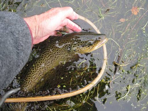 Fall fishing - Neil M. Travis