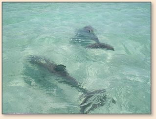Momma and baby Dolphin