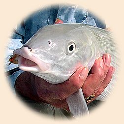 JC's big bonefish