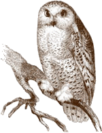 Owl