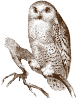 https://www.flyanglersonline.com/oldsite/articles/ldy/2013/ldy20131216_01.png