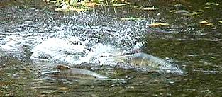 Chum Salmon