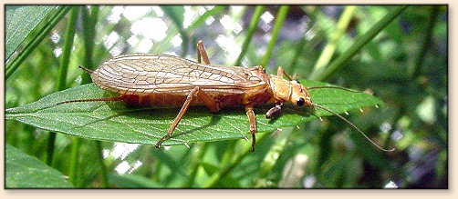 Golden Stonefly THE hot fly