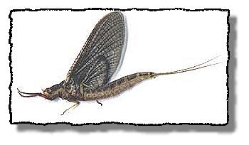 Hexagenia Dun