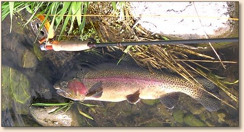 One of JC's fish in the water