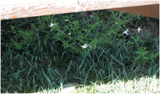 spinners in a web