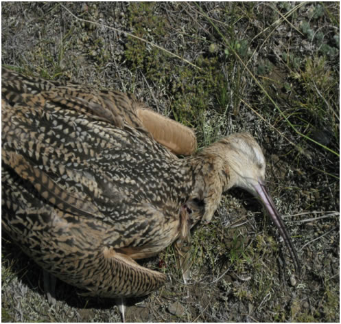 dead bird